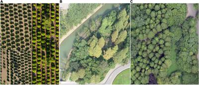 Individual Tree Crown Segmentation and Crown Width Extraction From a Heightmap Derived From Aerial Laser Scanning Data Using a Deep Learning Framework